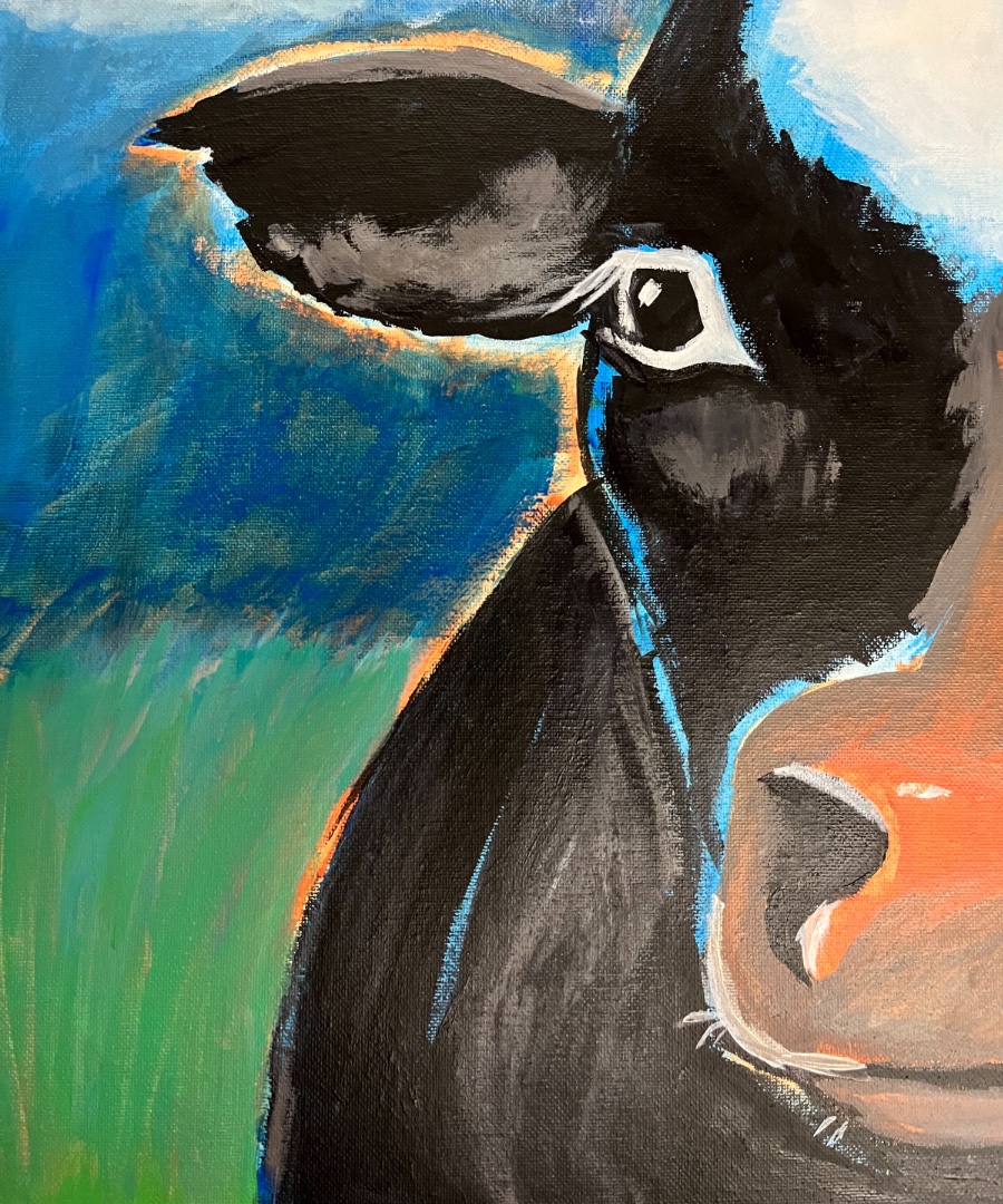 Boe, a steer from the animal sanctuary FARRM.