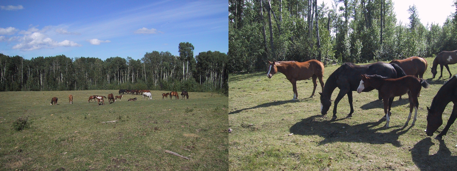 Horses out to pasture.